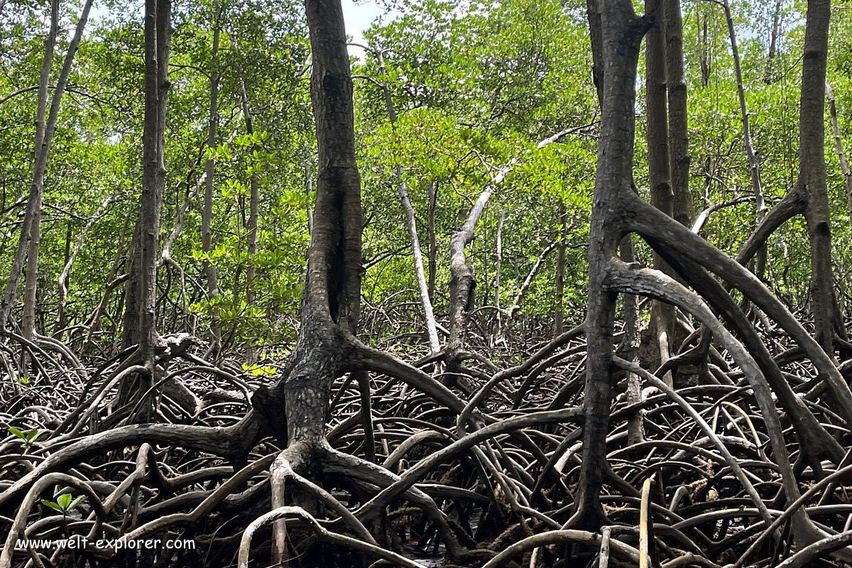 Mangroven im Haitises Nationalpark