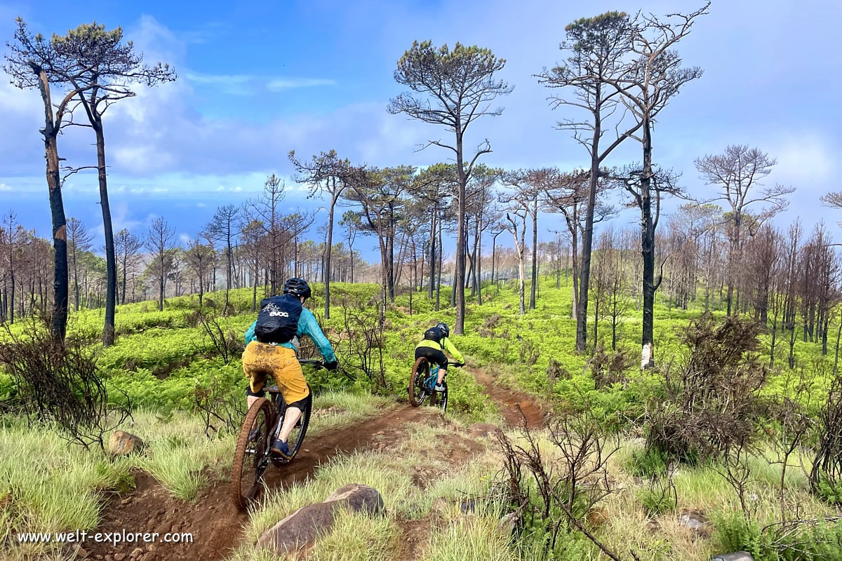 Mountainbike Trail und Downhill auf Madeira