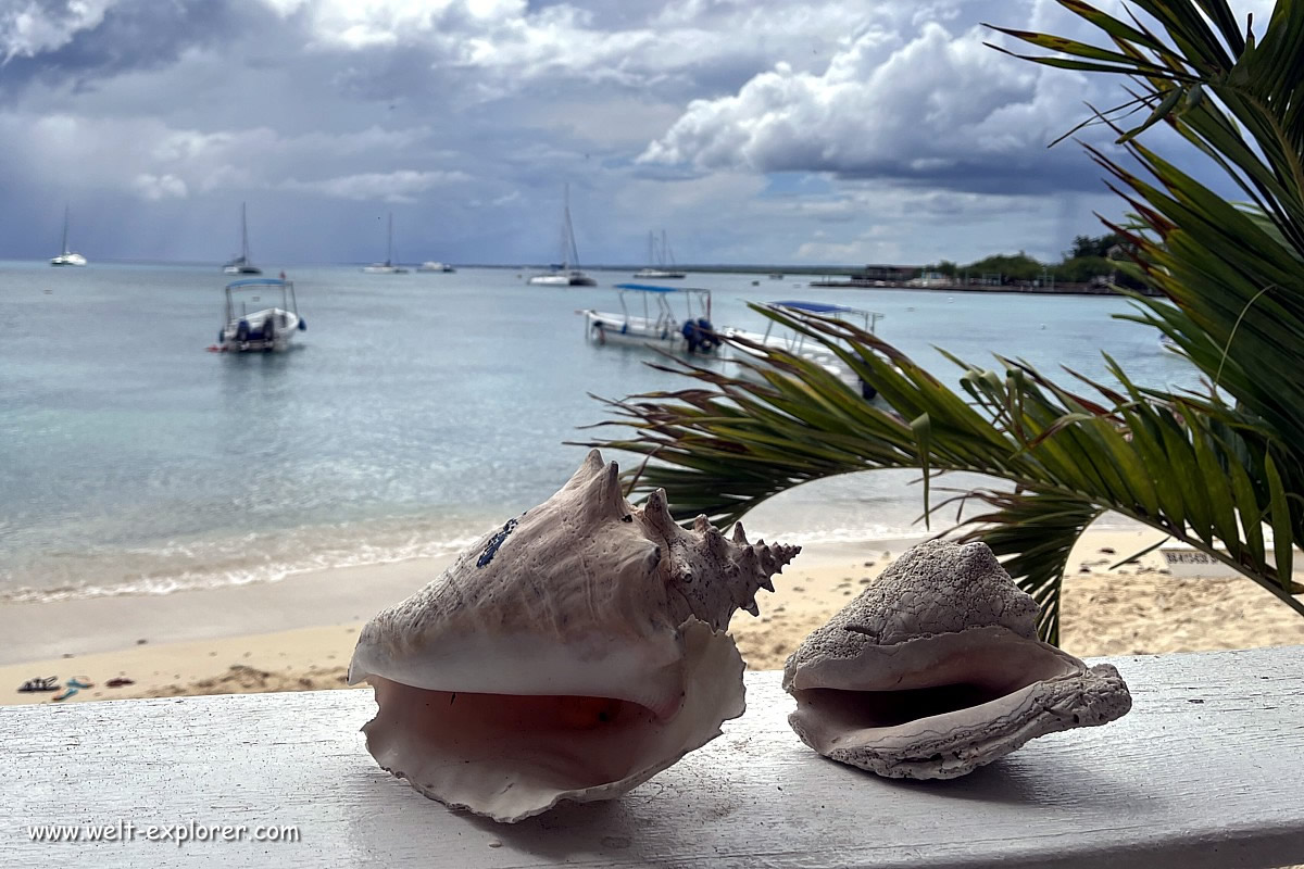 Muschel und Strandbar