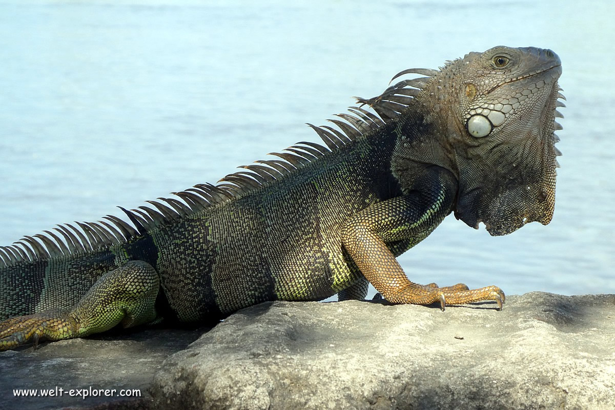 Iguana Leguan der Tierwelt in Kolumbien