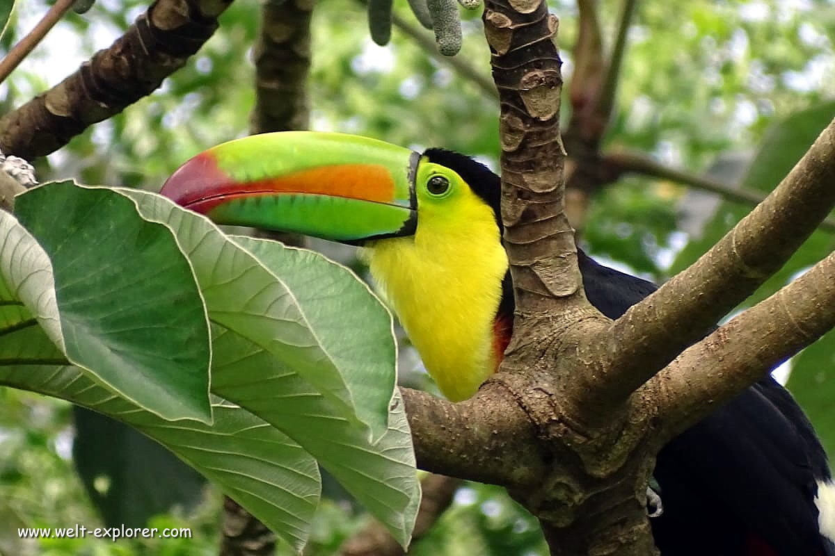 Tierwelt Kolumbien und Südamerika