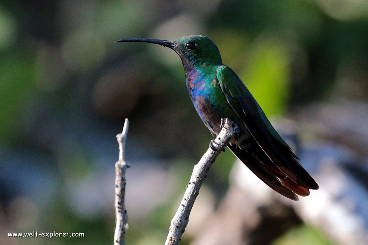 Colibri und die kolumbianische Tierwelt