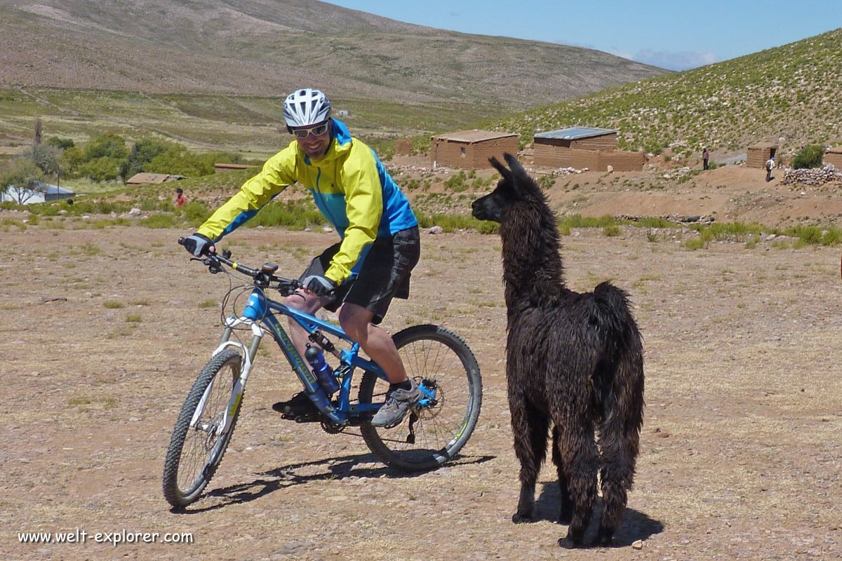 Bike Adventure Tours mit Lama in den Anden